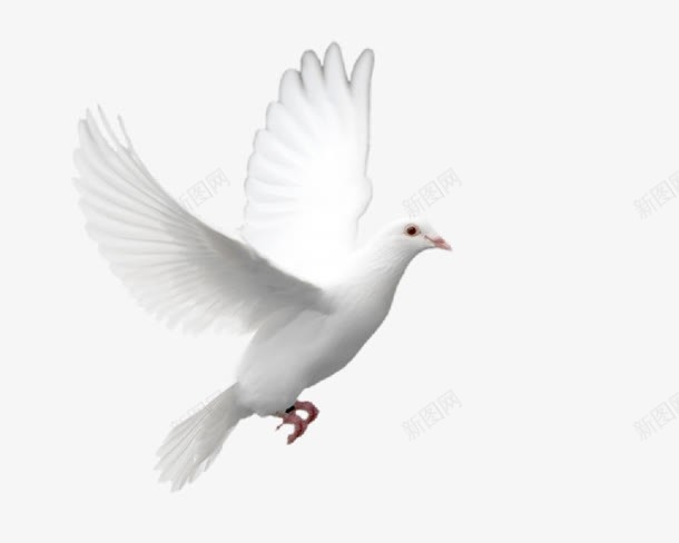 在布拉格广场上飞扬的白鸽png免抠素材_新图网 https://ixintu.com 布拉格 广场 白鸽 飞扬