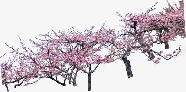 粉色树林绿化装饰png免抠素材_新图网 https://ixintu.com 树林 粉色 绿化 装饰