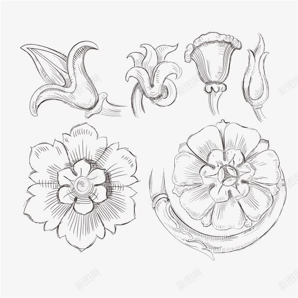 花卉素描png免抠素材_新图网 https://ixintu.com 手绘 植物 素描 花卉 花朵 铅笔画