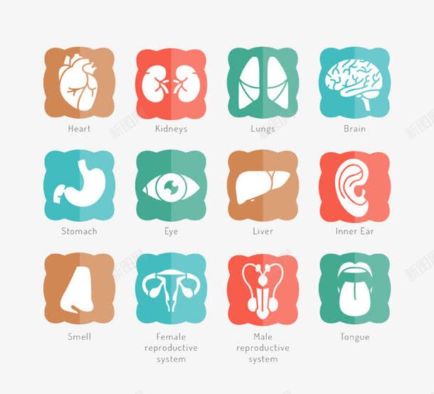 人体内脏器官元素图标png_新图网 https://ixintu.com 人体内脏 内脏图 器官 图标