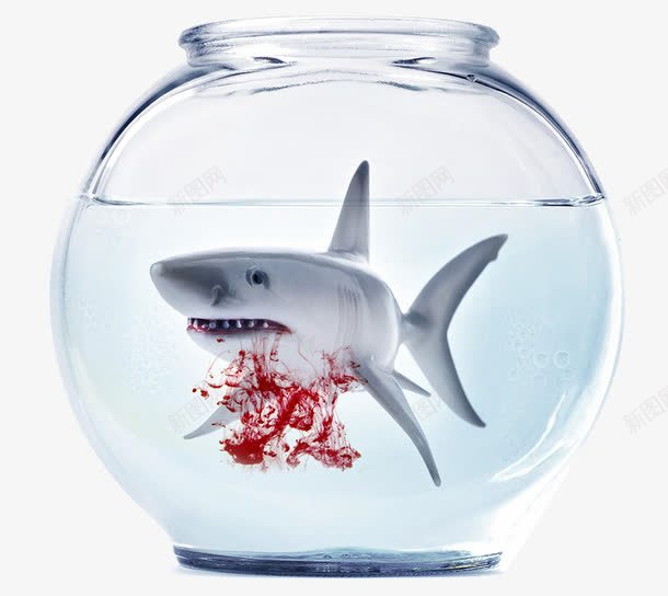 嗜血的大白鲨png免抠素材_新图网 https://ixintu.com 冷血动物 大白鲨 血液 鱼缸