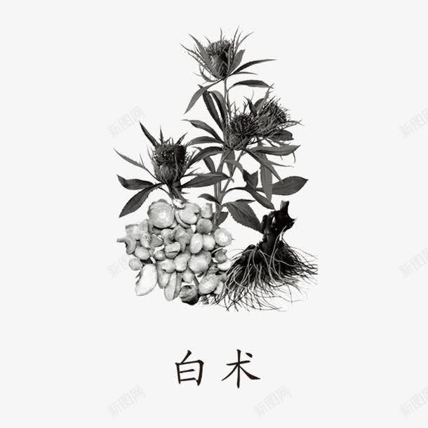 卡通白术png免抠素材_新图网 https://ixintu.com 中国风草药 白术 草药 草药植物 药材