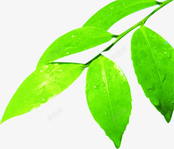 海报卡通绿色植物png免抠素材_新图网 https://ixintu.com 卡通 海报 绿色植物 设计