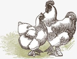 母鸡的图案素材