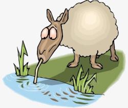 羊喝水羊在小水坑喝水高清图片
