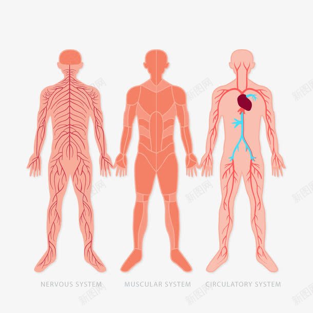 男性身体png免抠素材_新图网 https://ixintu.com 心脏 肌肉 脉络 脉络图 身体