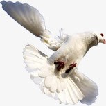 展翅的和平鸽png免抠素材_新图网 https://ixintu.com 和平鸽 展翅 素材