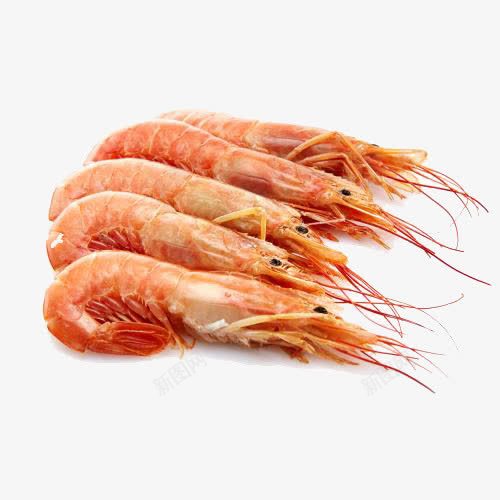 阿根廷红对虾png免抠素材_新图网 https://ixintu.com 对虾 水产 虾 阿根廷红对虾