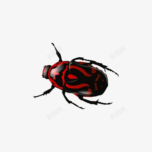 红黑甲虫png免抠素材_新图网 https://ixintu.com 甲虫 红色 黑色