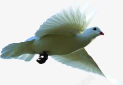 展翅高飞的和平鸽动物素材