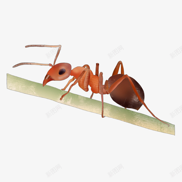 可爱小蚂蚁png免抠素材_新图网 https://ixintu.com 免扣 小动物 素材 蚂蚁