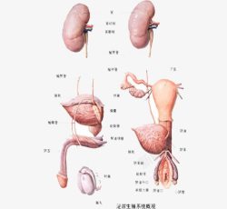 五脏六腑素材