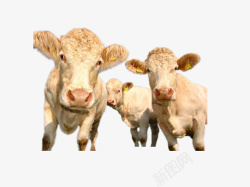 三只牛动物牛素材