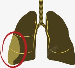 身体组织人体肺叶高清图片
