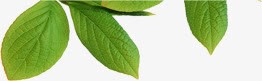 夏日植物海报绿色叶子png免抠素材_新图网 https://ixintu.com 叶子 夏日 植物 海报 绿色