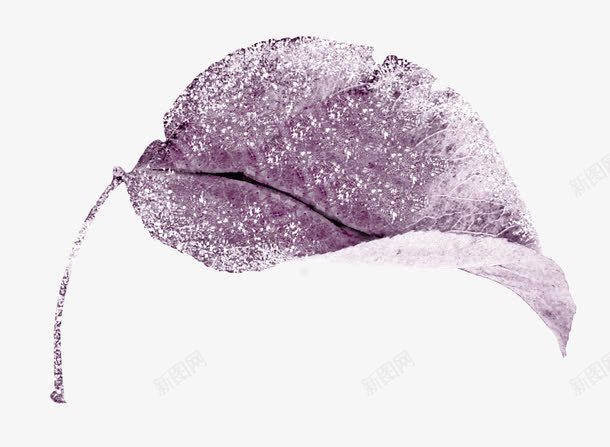白雪紫色树叶png免抠素材_新图网 https://ixintu.com 叶子 树叶 白雪 紫色树叶