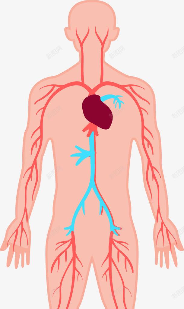 人体器官图png免抠素材_新图网 https://ixintu.com 人体 人体器官 卡通肢体 四肢 男性 男性躯体 肢体 肢体图 躯干