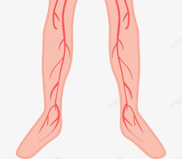人体器官图png免抠素材_新图网 https://ixintu.com 人体 人体器官 卡通肢体 四肢 男性 男性躯体 肢体 肢体图 躯干