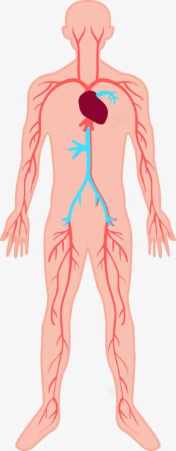 人体器官图素材
