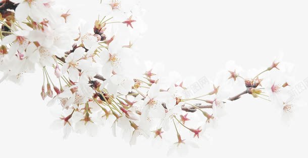 白色唯美花朵树枝png免抠素材_新图网 https://ixintu.com 树枝 白色 花朵