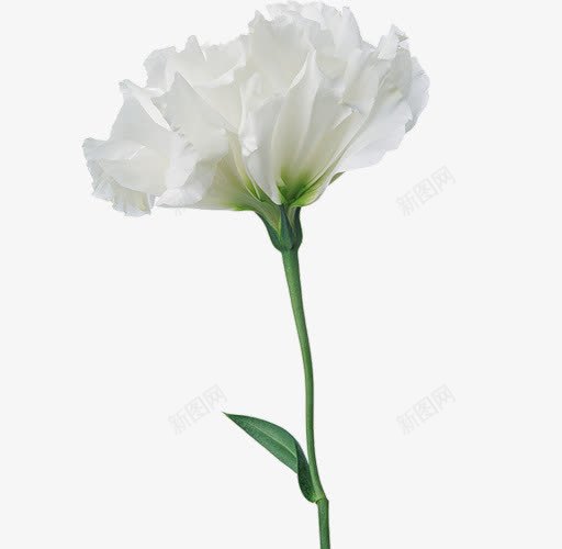 白色茉莉花装饰图案png免抠素材_新图网 https://ixintu.com 白色 白色茉莉 茉莉图案 茉莉花