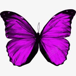 紫色蝴蝶装饰png免抠素材_新图网 https://ixintu.com 紫色 蝴蝶 装饰