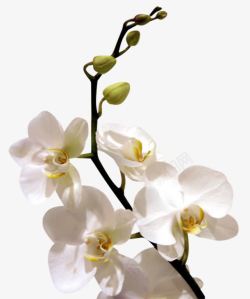 白色花朵花苞装饰素材