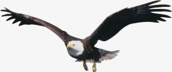 飞击飞击长空的老鹰高清图片