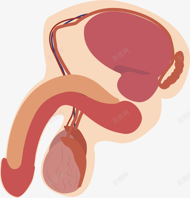 彩色人体器官装饰图png免抠素材_新图网 https://ixintu.com 人体器官 卡通装饰 彩色底纹 扁平化 矢量图案 装饰图