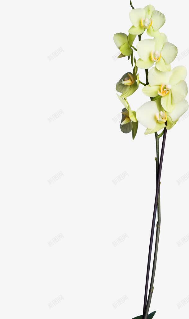 一枝花png免抠素材_新图网 https://ixintu.com 植物 白色 花卉 花朵