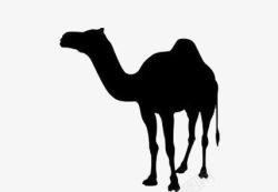 黑白的骆驼骆驼黑白图高清图片