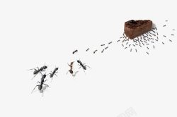 杂食小蚂蚁搬家高清图片