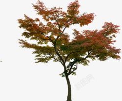 夏季红色树叶景观素材