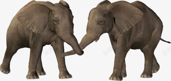 两只可爱小象打架png免抠素材_新图网 https://ixintu.com 可爱 小象 打架 象牙 长鼻子