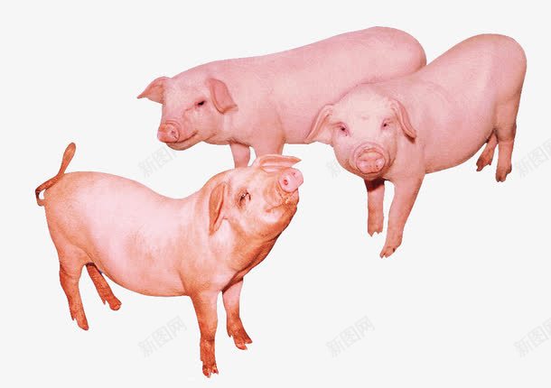 三只猪png免抠素材_新图网 https://ixintu.com 三只 产品实物 动物 家禽 猪