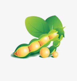 榛戣壊鍐呰黄豆高清图片