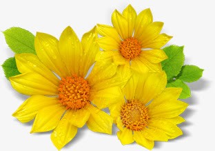 黄色鲜花向日葵展板png免抠素材_新图网 https://ixintu.com 向日葵 展板 鲜花 黄色