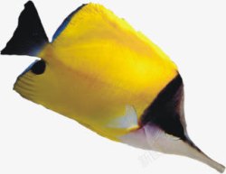 黑嘴黄色黑嘴鱼高清图片