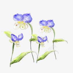 蝴蝶兰花素材