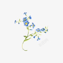 蓝色小花素材