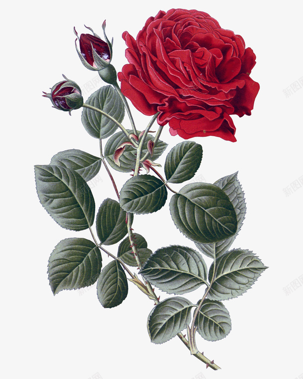 月季花装饰png免抠素材_新图网 https://ixintu.com 月季花 植物 矢量装饰 红色的花 装饰