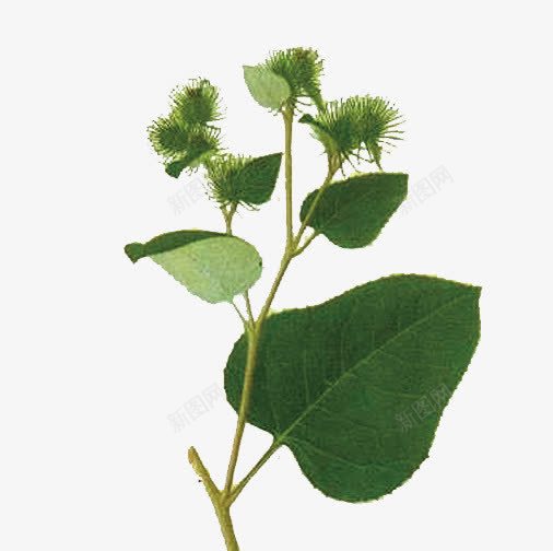 中药材植物png免抠素材_新图网 https://ixintu.com 中药材植物 平面设计 植物 装饰图案