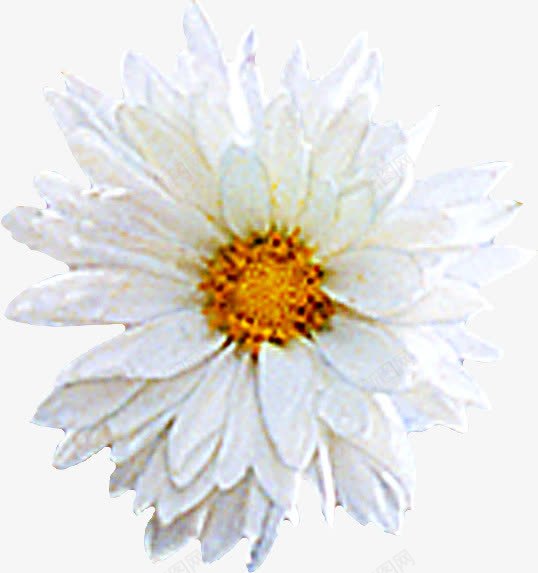 白色多层创意花朵png免抠素材_新图网 https://ixintu.com 创意 白色 花朵