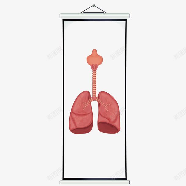 人体肾脏png免抠素材_新图网 https://ixintu.com 人体内脏器官 人体构造 内脏 医学相关 肾脏