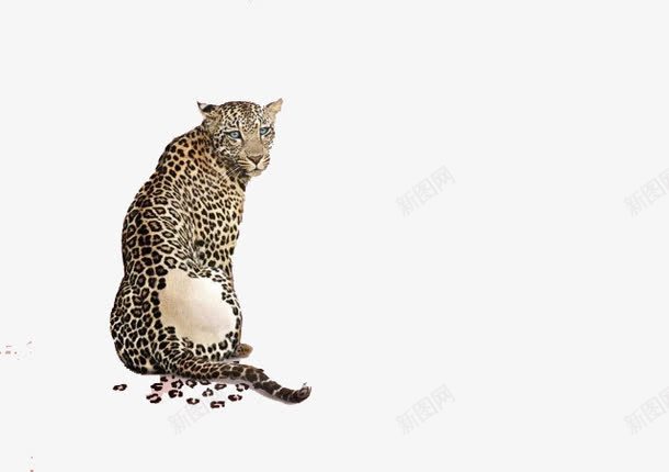 一只蹲着的豹子png免抠素材_新图网 https://ixintu.com 美洲豹 花豹 豹子 蹲着的豹子
