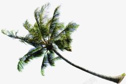 手绘海报卡通植物椰子树素材