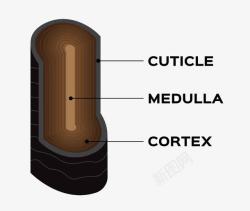 发丝截面图素材