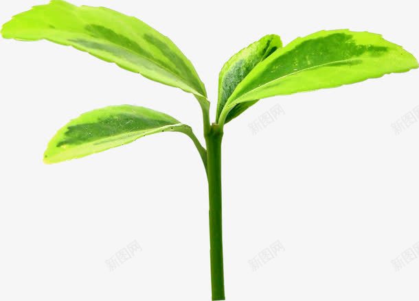 绿色手绘自然植物png免抠素材_新图网 https://ixintu.com 植物 绿色 自然