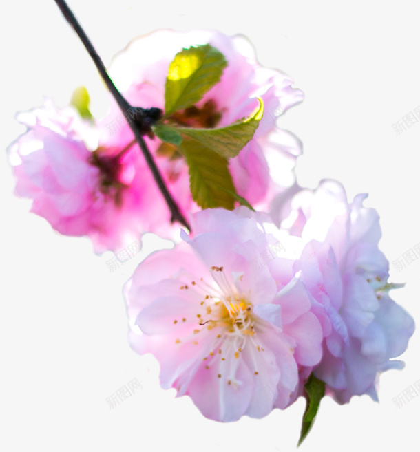 几多粉色的花朵psd免抠素材_新图网 https://ixintu.com 开花 春天 植物 粉色 花朵