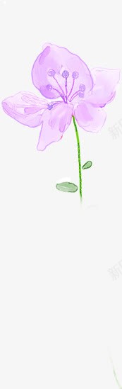 手绘紫色淡彩花卉png免抠素材_新图网 https://ixintu.com 图片 紫色 花卉